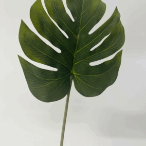 FOLHA COSTELA DE ADÃO