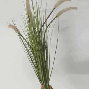 CAPIM RABO DE RAPOSA