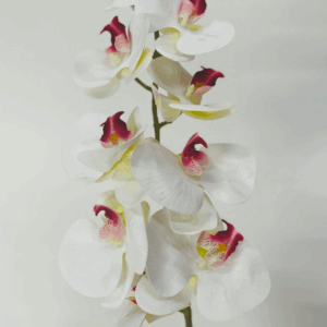 ORQUIDEA BRANCA C/MIOLO ROSA